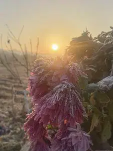 花开易落的新书 花开易落